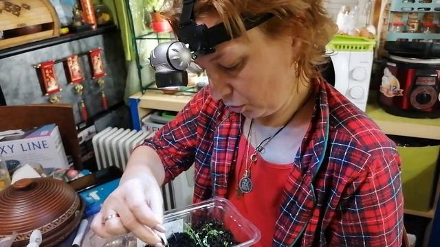 ВЕСНА. ПРОРАЩИВАЕМ СЕМЕНА. НАЧАЛО СЕЗОНА. ДОМАШНЯЯ ТЕПЛИЦА. ВЕСНА НА ДАЧЕ. смотреть онлайн