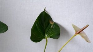 Листья антуриума – болезни и дефекты