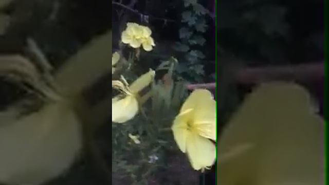 Мучизаи Аллох смотреть онлайн