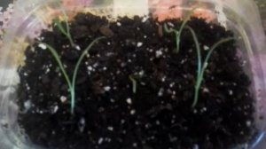 Всходы Дихондры. На 12-й день от посева семян.