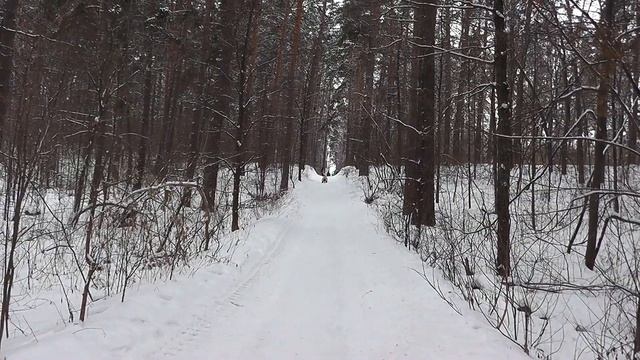 Где покататься на санках в Тольятти смотреть онлайн