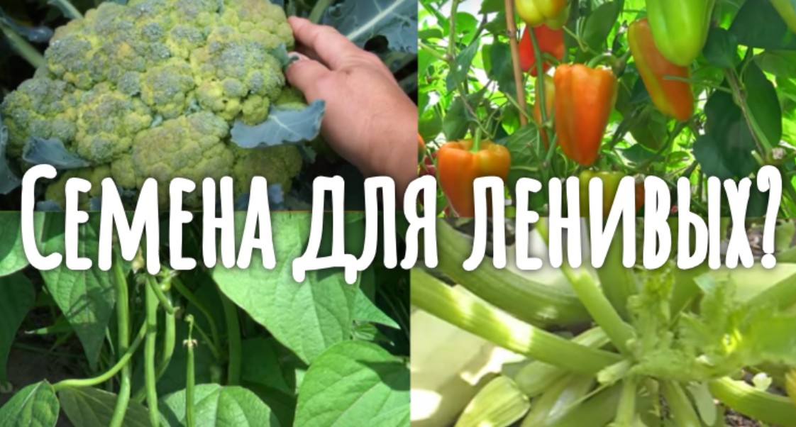 Пять отличных сортов овощей, которые ни разу не подводили смотреть онлайн