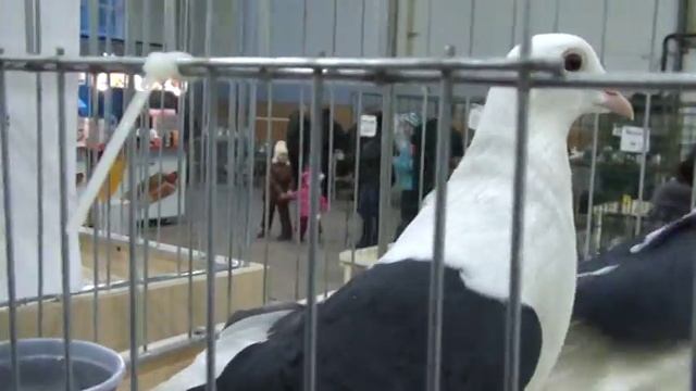 Чистые голуби в Сокольниках 2015 черночистые космачи смотреть онлайн