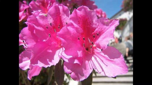 AZALIYA _ АЗАЛИЯ.