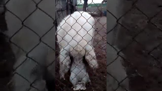 Свиньи Венгерской Мангалицы в Украине смотреть онлайн