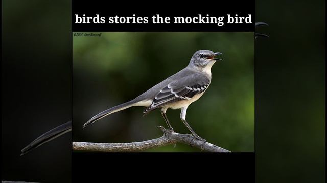 birds stories the mocking bird смотреть онлайн