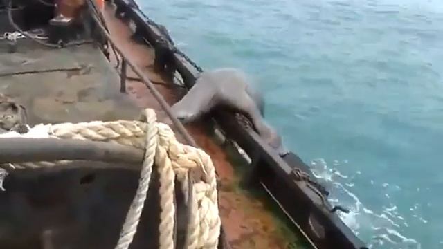 Морской котик спасается от касатки смотреть онлайн