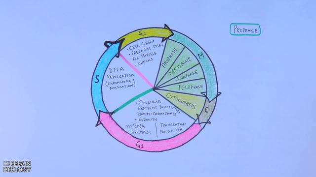 Cell Cycle | Overview смотреть онлайн
