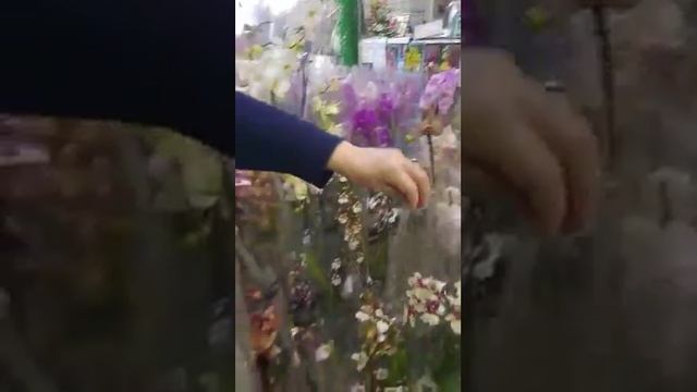 Море орхидей на Садоводе в павильоне Любимые цветы смотреть онлайн
