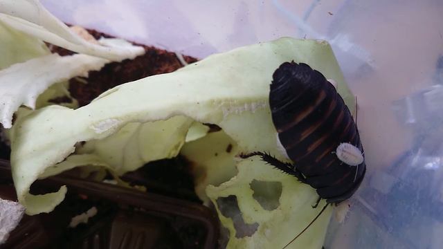 Рождение мадагаскарских шипящих тараканов. Часть 4/5 смотреть онлайн