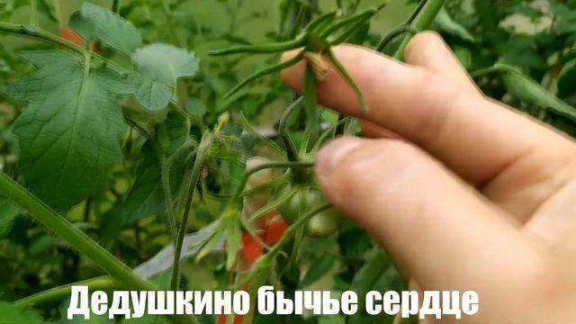 Микрообзор сорта томата Дедушкино бычье сердце (теплица, г. Калуга) смотреть онлайн