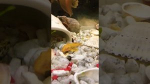 Наш аквариум, с кем могут жить золотые рыбки?