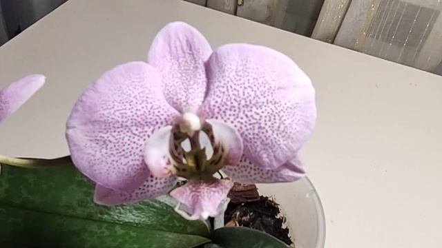 Эту ОРХИДЕЮ посоветую завести! Абсолютно неприхотливая цветунья! смотреть онлайн
