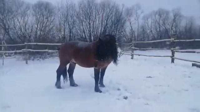 Советский тяжеловоз. Рассказ о лошадях.. смотреть онлайн