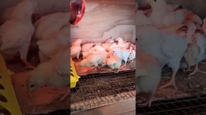 Подкормка цыплят кашей