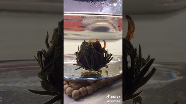 Чайный цветок распускается