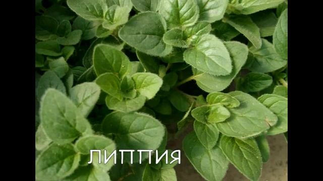 ЛИППИЯ - РАСТЕНИЕ В 500 РАЗ СЛАЩЕ САХАРА смотреть онлайн