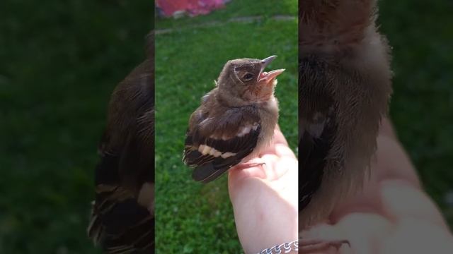 Зяблик - слёток. смотреть онлайн