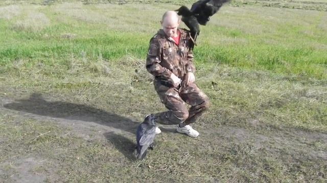 вороны смотреть онлайн