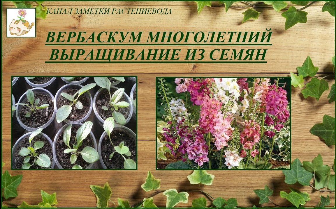 Вербаскум (коровяк, цельзия) выращивание из семян от посева до цветения смотреть онлайн