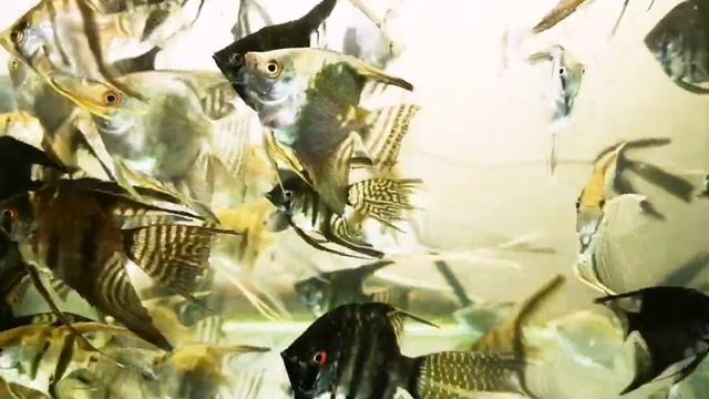 Скалярия Зебра, Голубой ангел, черная смотреть онлайн