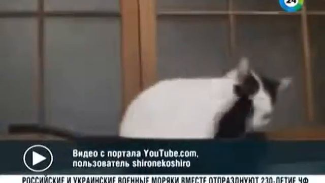 Умный кот, защищающий еду, покорил интернет пользователей!!!