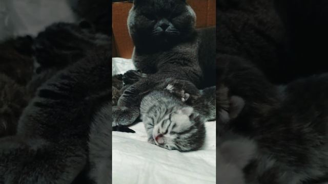 Первые часы после рождения котят смотреть онлайн