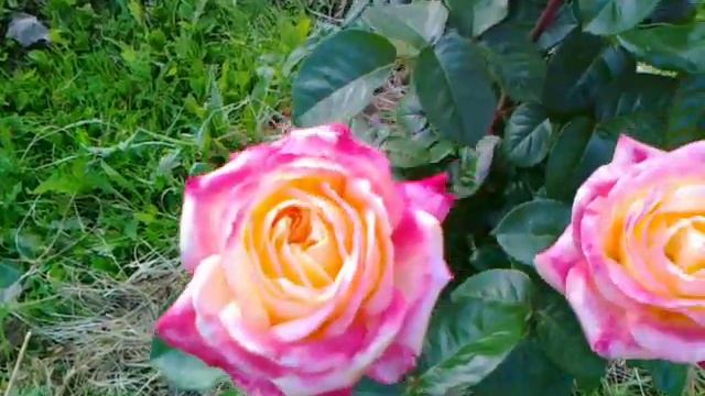 Роза Пульман экспресс или Восточный экспресс. смотреть онлайн