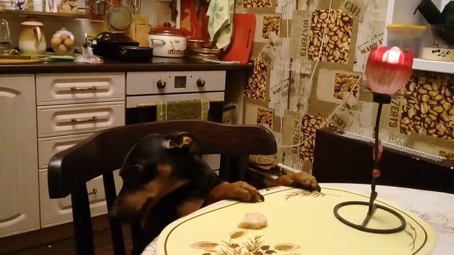 Цвергпинчер. ВЫДЕРЖКА СИМЫ) смотреть онлайн