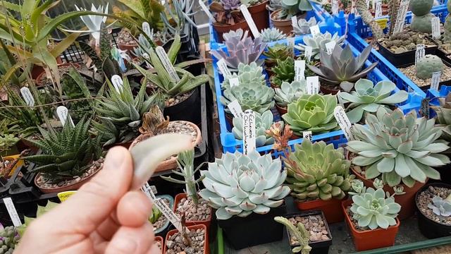 My Echeveria collection update August 2018 смотреть онлайн