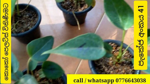 Anthurium Wagawa | ඇන්තූරියම් වර්ග විකිණීමට | Anthurium Plants | Bankok Anthurium Flower Plant