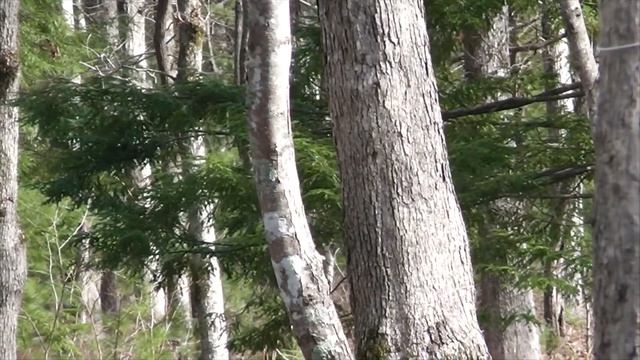 Panasonic HDC-SD40 camcorder test video footage смотреть онлайн
