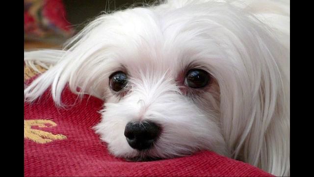 Maltese Dog Pros And Cons (SHOCKING) смотреть онлайн