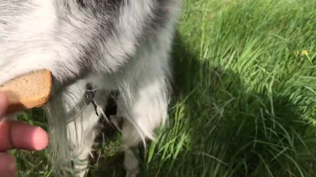 Парень из города в первый раз увидел козу смотреть онлайн