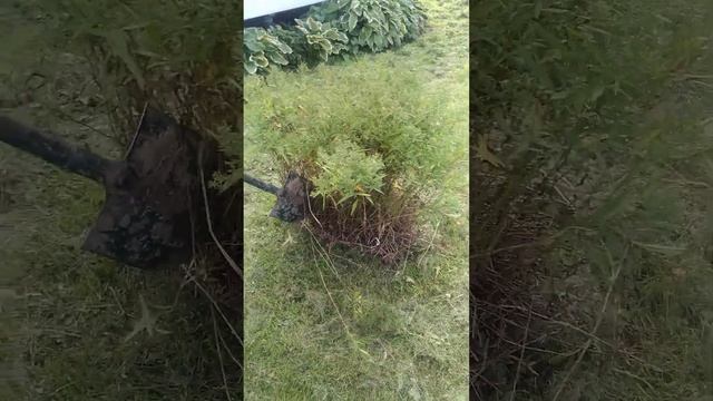 Многолетние астры. Размножение и уход в сентябре.