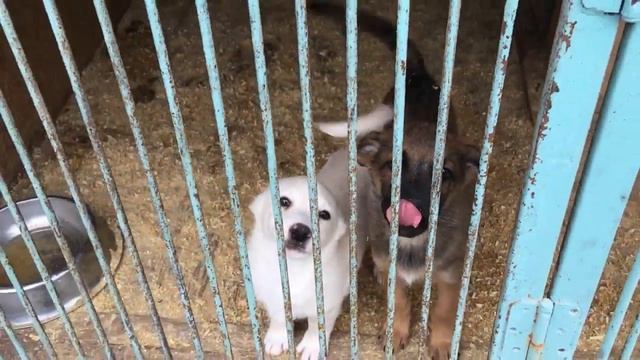 МотоАкция «ЛЮБИМЕЦ»