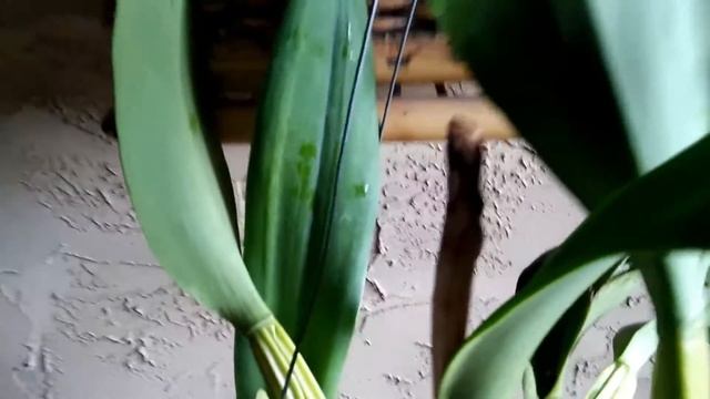 CATTLEYA · Marquette's Canary 'Yellow Bird' смотреть онлайн