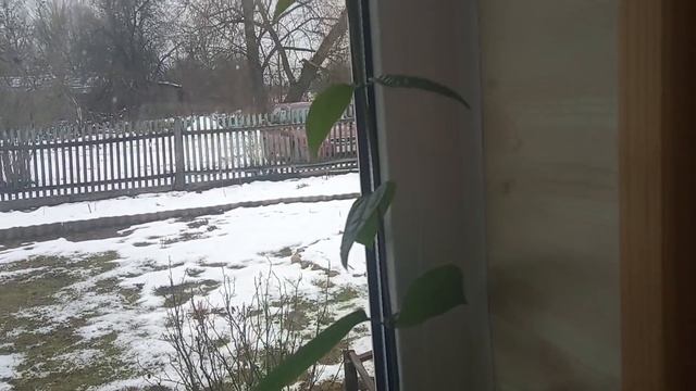 Цветы на моём подоконнике.Обзор. смотреть онлайн