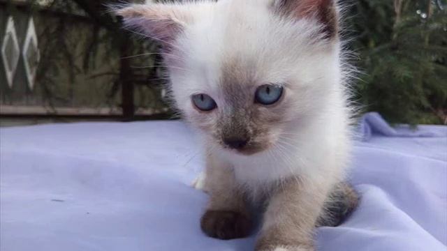 Сиамский котёнок Девочка смотреть онлайн