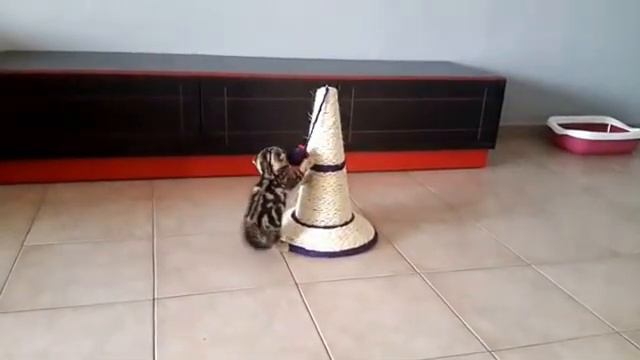 Scottish Fold Скоттиш Фолд Шотландская вислоухая кошка. Котёнок забавляется смотреть онлайн