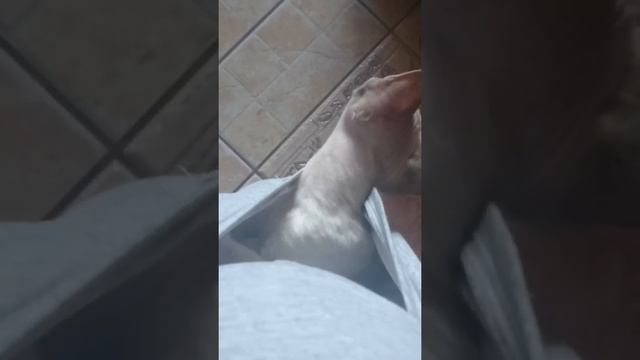 Кот в кармане смотреть онлайн
