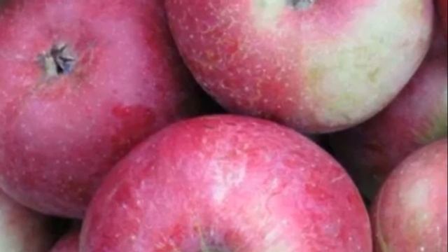 Яблоня позднезимнего сорта Алеся описание культуры, посадка и уход смотреть онлайн