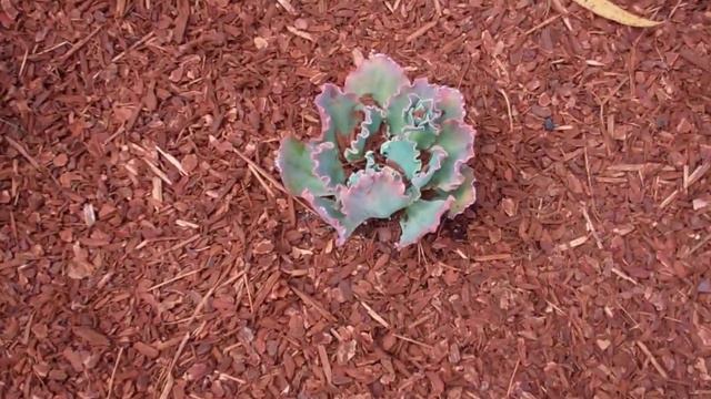 Drought Tolerant Plants for Los Angeles смотреть онлайн