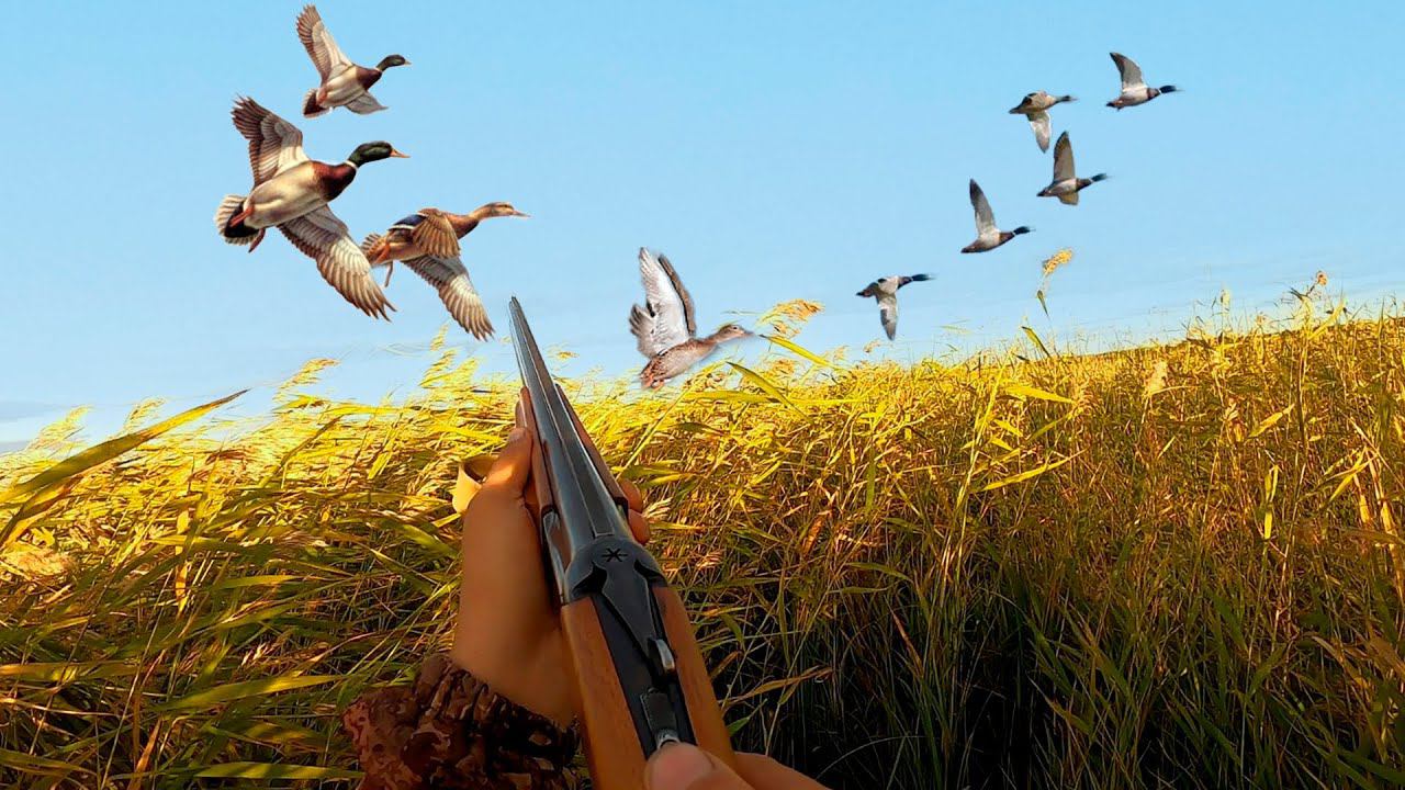 Успешное открытие охоты на водоплавающую дичь: От трофея до добычи. смотреть онлайн