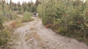 Тест электронного манка Falcon Hunter PRO