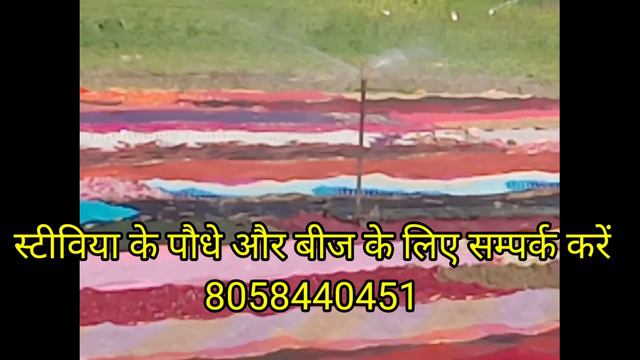 Stevia Nursary Kab Or kaise kare .? смотреть онлайн