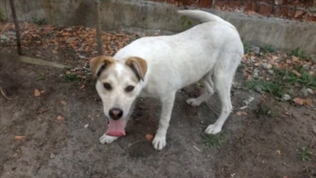 Собаку все боялись и прогоняли, а в итоге закрыли под решётку! смотреть онлайн