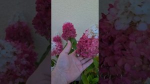 Метельчатая гортензия сорт Magical Fire ..? Заказывала в интернет магазине.