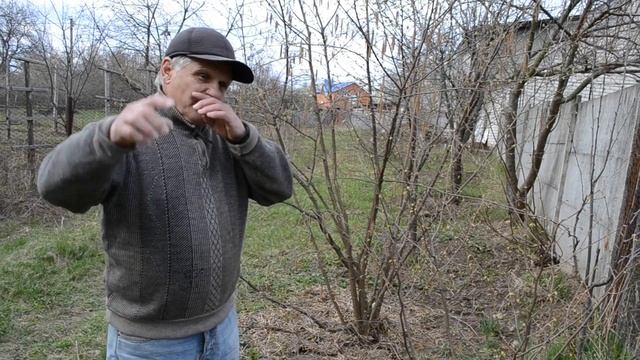 ФУНДУК. Посадка фундука. Выращивание фундука смотреть онлайн