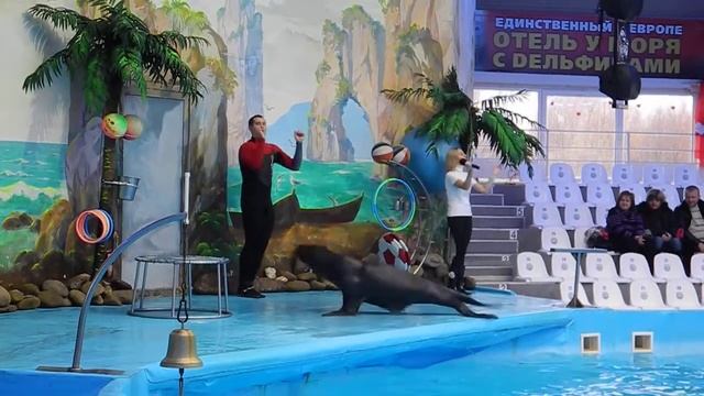 Морской лев зажигательно танцует в Дельфинарии. смотреть онлайн